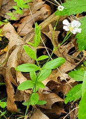 Moehringia lateriflora