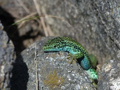 Iberolacerta cyreni