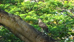 Nisaetus cirrhatus limnaeetus