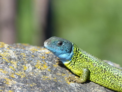 Lacerta schreiberi