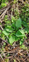 Lamium amplexicaule