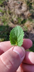 Lamium amplexicaule