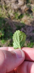 Lamium amplexicaule