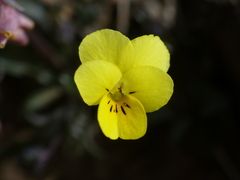 Viola langeana