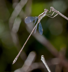 Lestes tenuatus