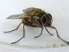 Muscina stabulans