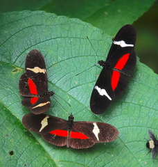 Heliconius clysonymus
