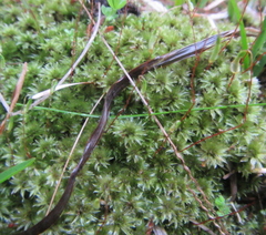Bryum truncorum
