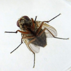 Muscina stabulans