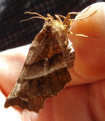 Selenia dentaria