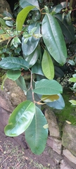 Ficus americana