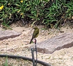 Crithagra sulphurata