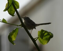 Prinia gracilis