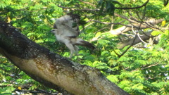 Nisaetus cirrhatus limnaeetus