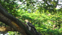 Nisaetus cirrhatus limnaeetus