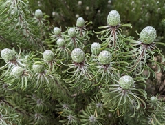 Leucadendron galpinii