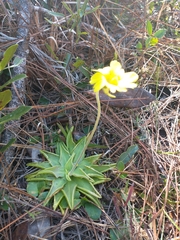 Pinguicula lutea