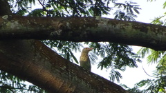 Psilopogon lineatus