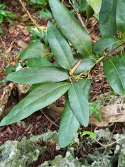 Hyperbaena laurifolia