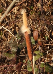 Typha angustifolia