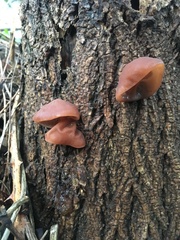 Auricularia auricula-judae