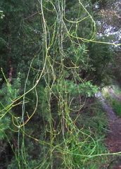 Cassytha paniculata