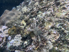Brachyura