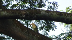 Psilopogon lineatus