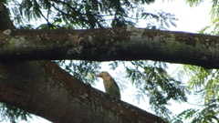 Psilopogon lineatus