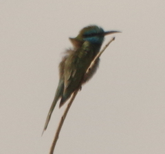 Merops cyanophrys