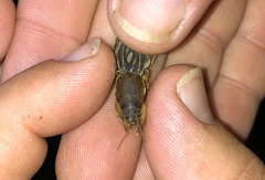 Neocurtilla