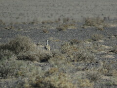 Chlamydotis macqueenii