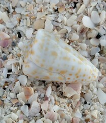 Conus spurius