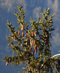 Picea abies