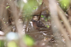 Streptopelia chinensis