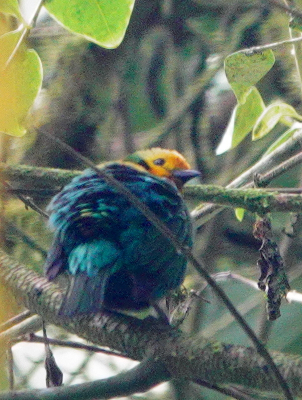 Multicoloured Tanager illustration