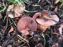 Basidiomycota