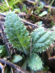 Cirsium vulgare
