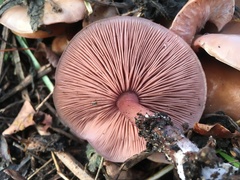 Basidiomycota