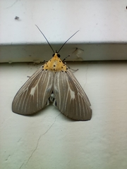 Asota canaraica