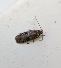 Agonopterix