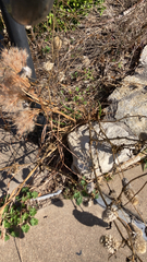 Andropogon glomeratus