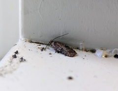 Agonopterix