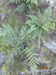 Asplenium