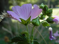 Malva moschata