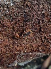 Centruroides ornatus