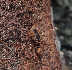 Centruroides ornatus