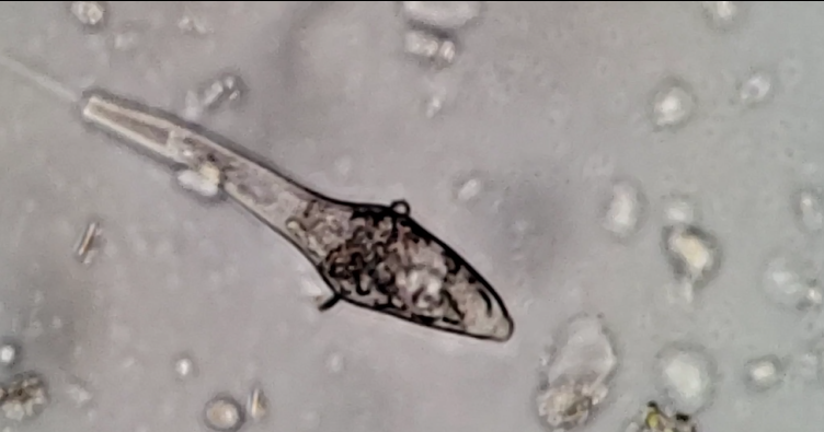 Chasmostoma