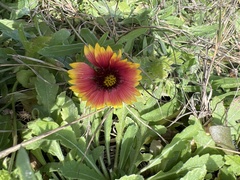 Gaillardia