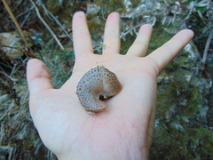 Limax maximus